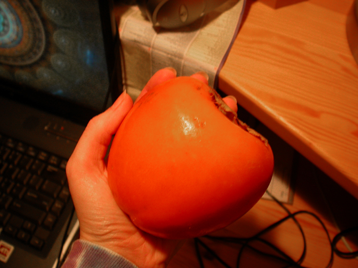 giant persimmon