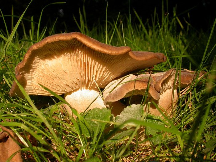 large brown mushroom
