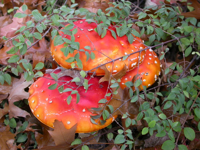 A. muscaria