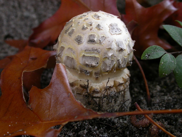 A. muscaria