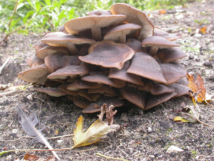 clustered brown mushrooms