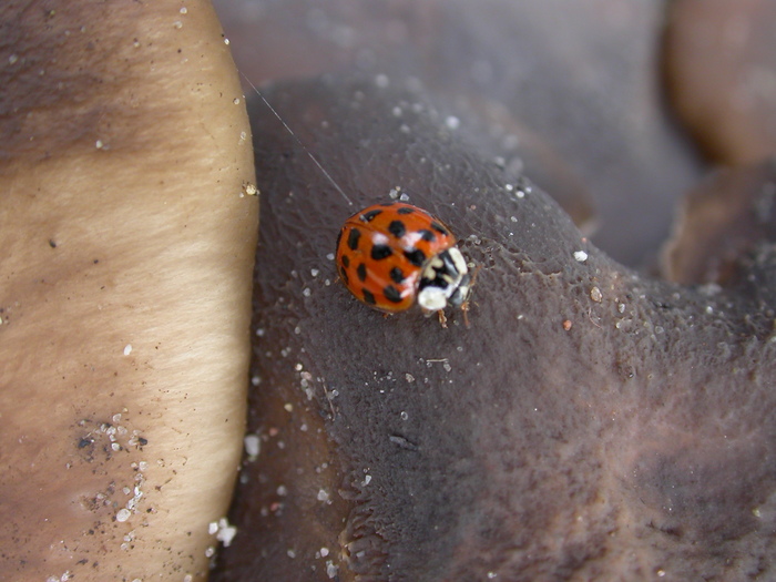 ladybug on mushrooms