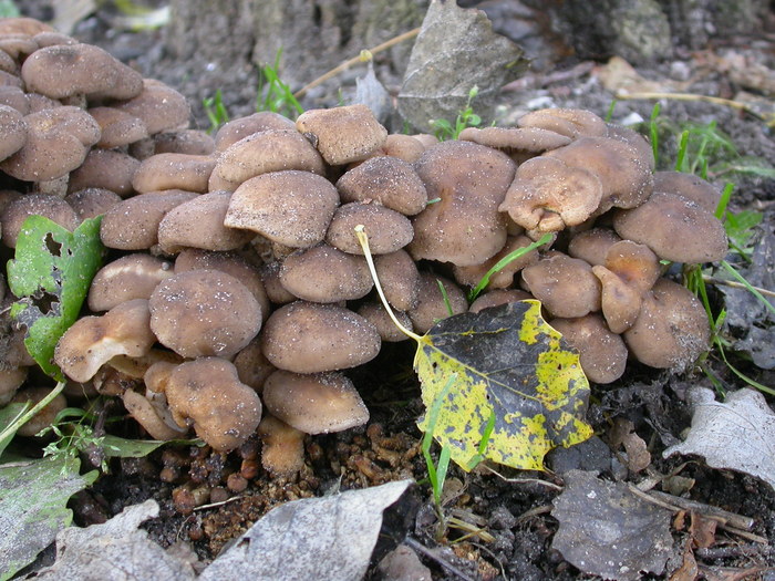 clustered wood loving mushrooms