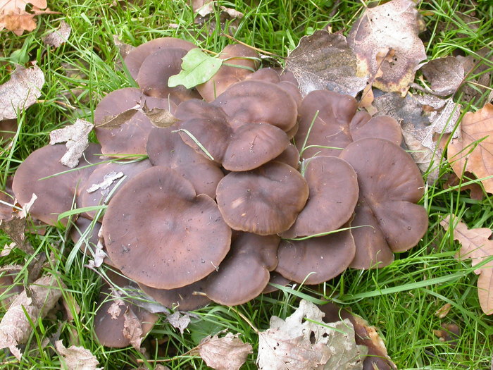 large brown mushroom