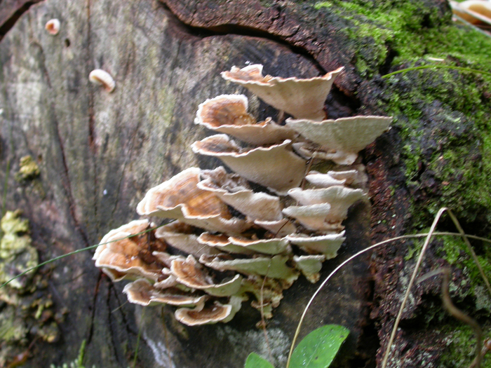 turkeytail fungus Trametes versicolor