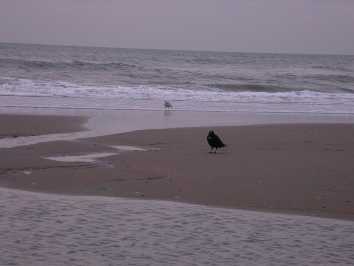 beach crow