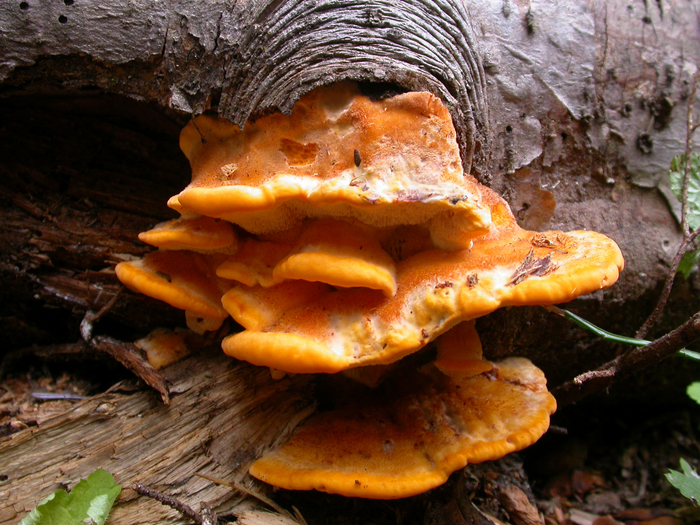 mushroom photo