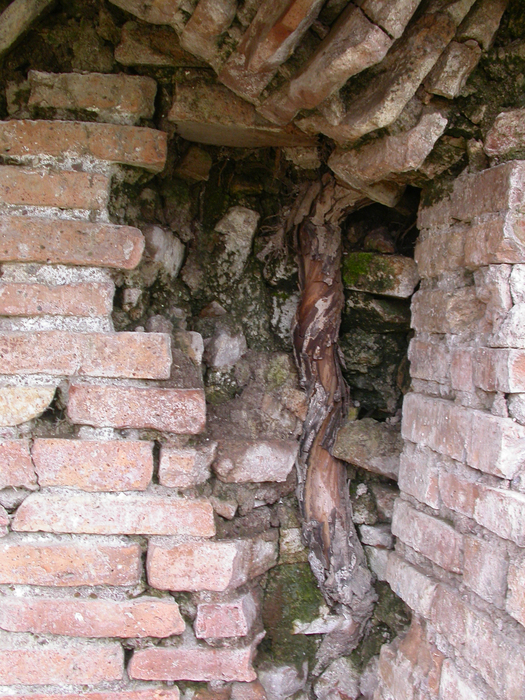 root-breaks-wall