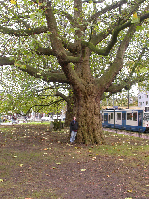 big tree in amsterdam