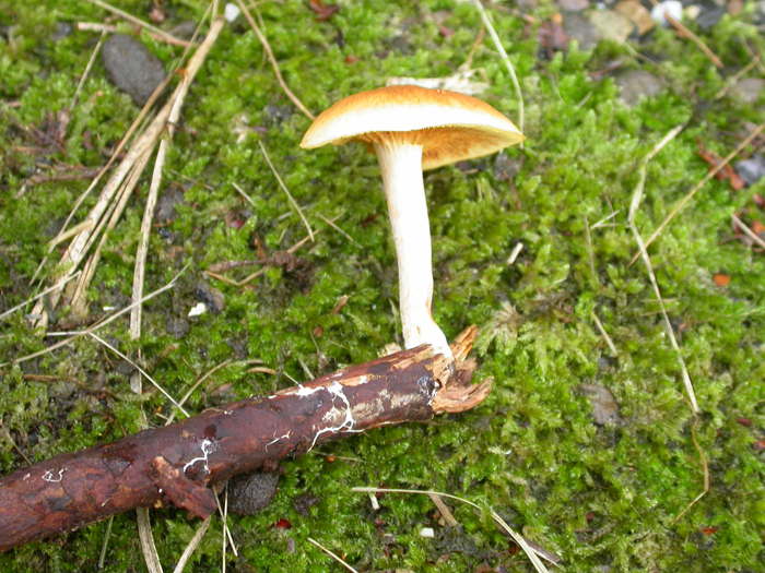 mycelia growing in wood