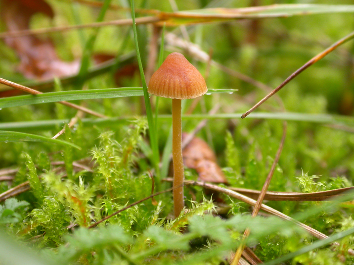 mushroom pin