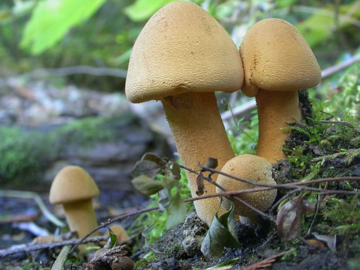 mushroom photo