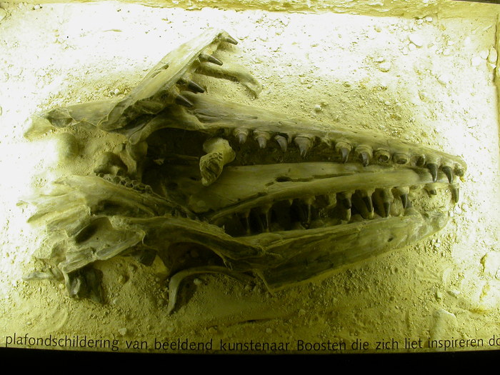 first mosasaur skull