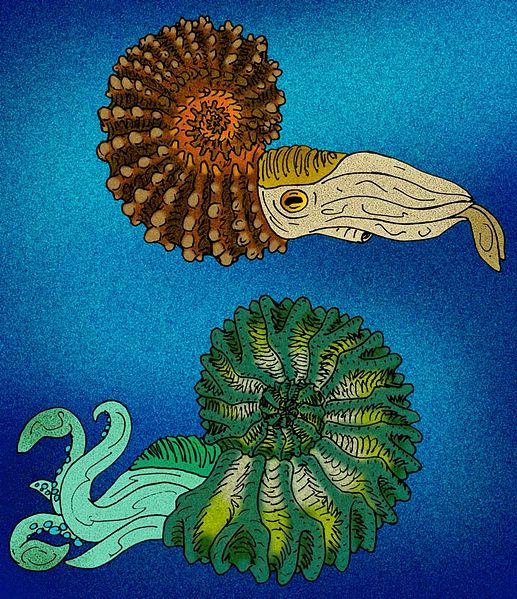 drawings of ammonites