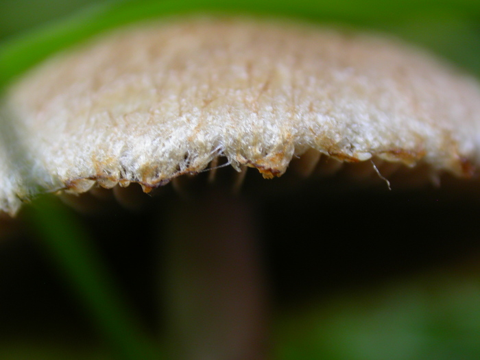 brown mushroom margin