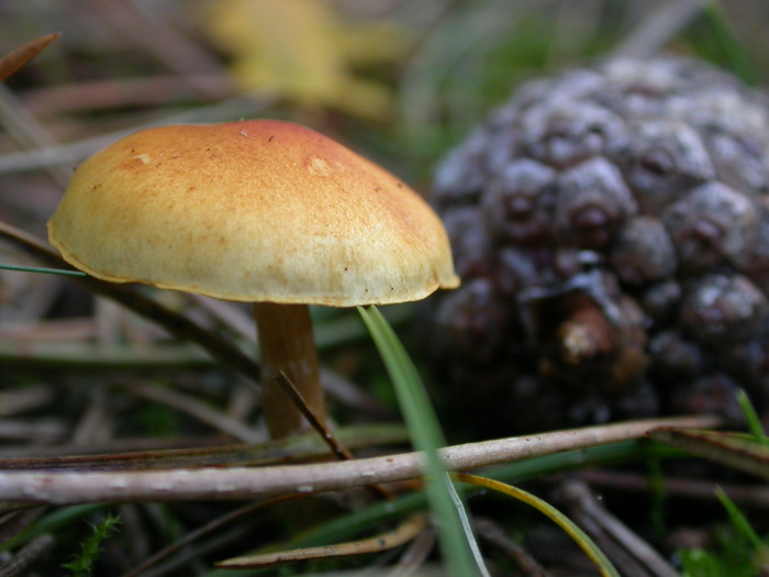 mushroom pine