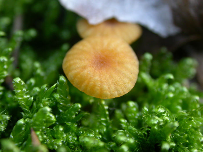 tiny orange mushroom