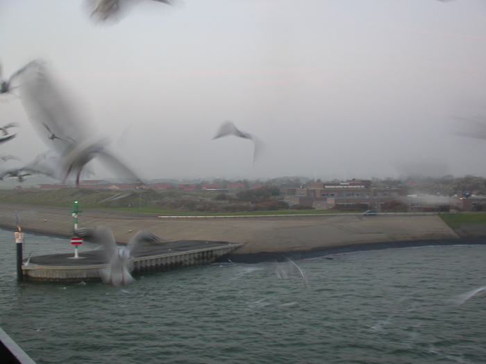 birds and Texel